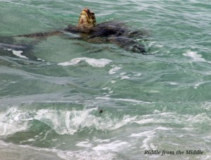 This guy was only five feet from me when I snapped this.