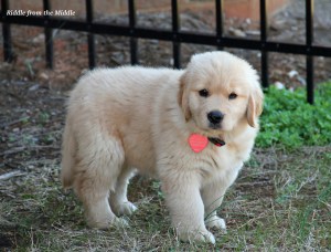 Look at how small the spaces are in that fence.  That puppy was ALL FLUFF.