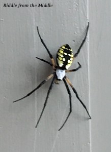 I found THIS right outside our back door recently.  They tell me it's a friendly writing spider but still...