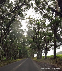 Tree Tunnel Road in Kauai, Hawaii