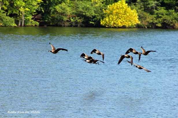 flying geese