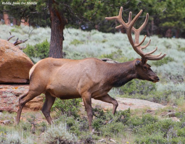 rockymountainelk