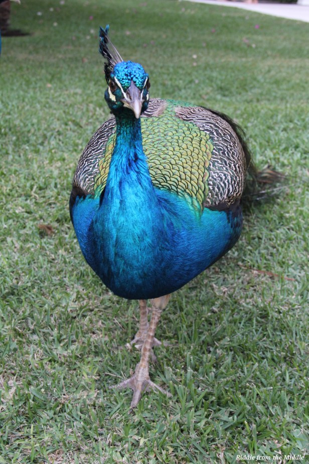 peacock